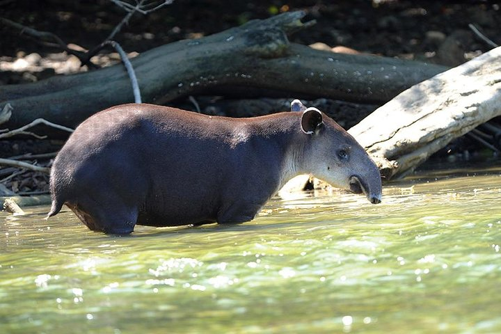 Overnight Sirena, Corcovado From Drake Bay - Photo 1 of 6